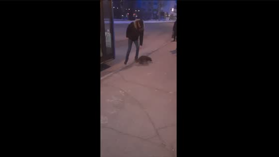 Adventurous raccoon takes unusual route on Novokuznetsk bus