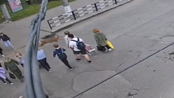 Roe deer knocks down woman at pedestrian crossing in Mirgorod, Ukraine