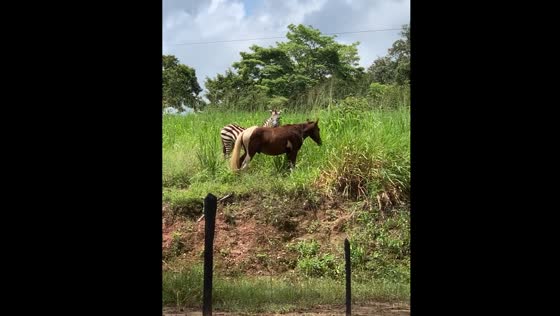 Zebra grazes with horse in Santa Inês, Brazil