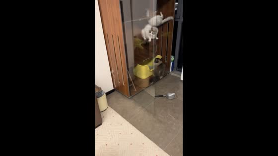 Playful cats hide in cabinet after being chased in Shanghai, China