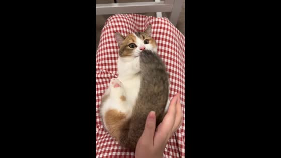 Cat playfully bites tail while enjoying massage in Zhejiang, China