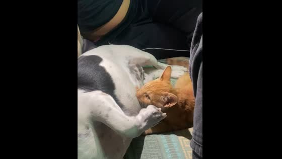 Cat suckles dog in San Juan before stopping when filmed