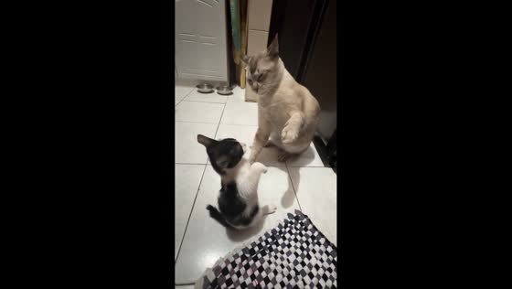Mother cat and kitten playfully fight in Manila, Philippines