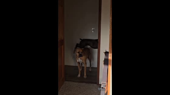Boxer watches as another dog leaps over California, USA