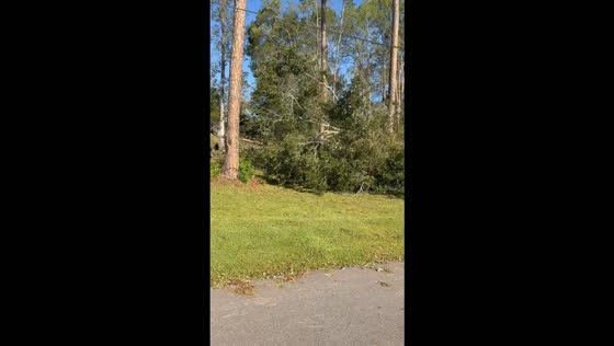 Fallen trees and storm debris litter residential yard after Hurricane Isaias in Alabama, USA