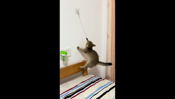 Kitten refuses to let go of wall toy in Jiangsu, China