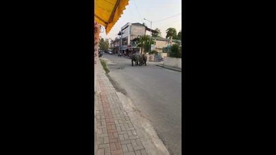 Two one-horned rhinos clash in street confrontation in Sauraha, Nepal
