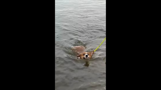 Corgi enjoys a refreshing swim in Guangdong, China