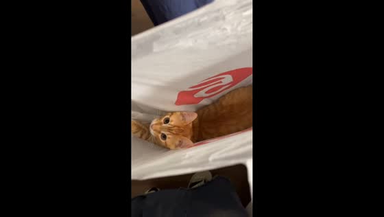 Cat leaps into plastic bag during playful moment in Kazan, Russia