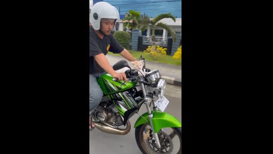 Motorcyclist rides with cat on fuel tank in Arga Makmur, Indonesia