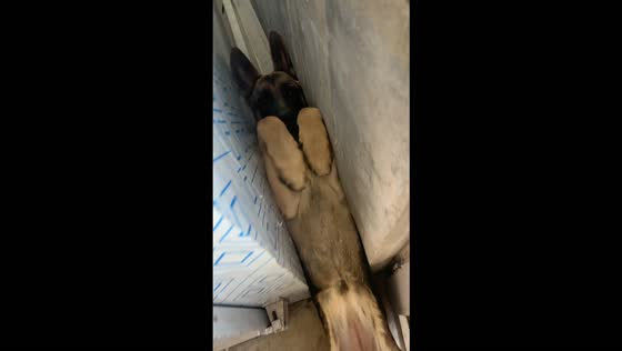 Playful German Shepherd gets wedged in a narrow gap in Hebei, China