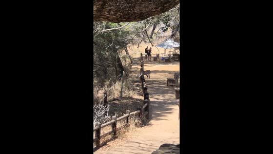 Leopard Jumps off fence near visitors at Nkuhlu Picnic Site, Kruger National Park, South Africa