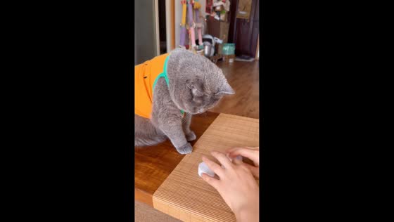 Cat correctly finds hidden treats despite distractions in Beijing, China