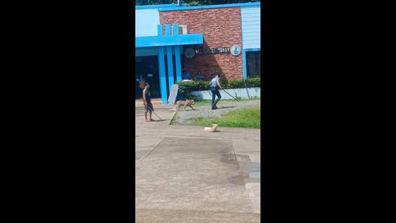 Dog pretends to be dead to escape attack in Surigao, Philippines