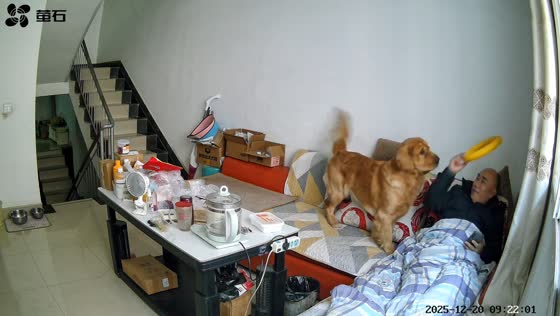 Dog accidentally drops pillow on owner’s head in Sichuan, China