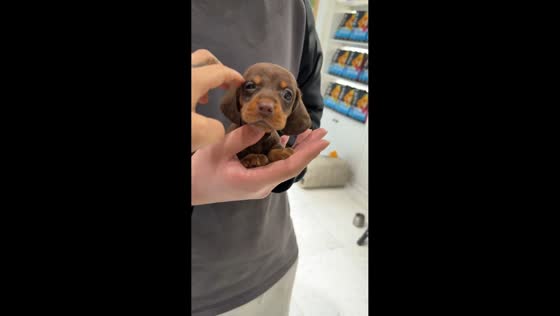 Tiny chocolate dachshund puppy enjoys being held in Hubei, China