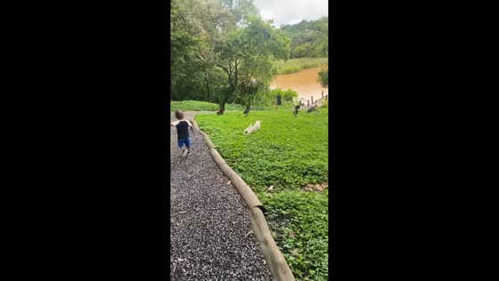 Playful puppy chases ducks near lake in São Paulo, Brazil