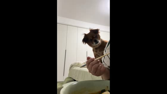 Hungry dog waits patiently while owner eats in Jiangsu, China 