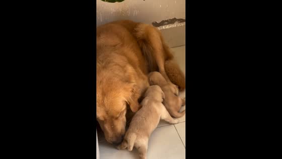 Mother golden retriever carries her puppy in Ubaira, Brazil