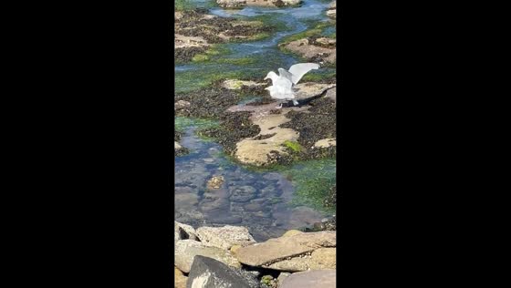 Seagulls mating on rocky beach shore in Northumberland, England, UK