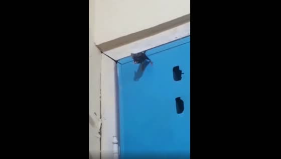 The mouse tail is stuck on the door, and it is dangling!