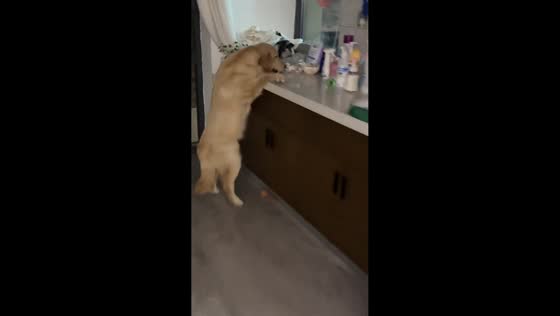 Golden retriever tries to reach a grapefruit in Henan, China