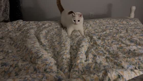 Cat startled by hidden feet jumps off bed, Shaanxi, China
