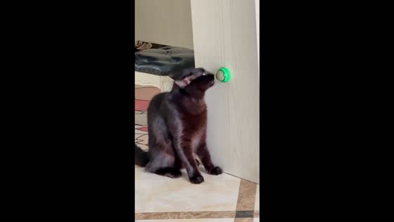 Cat hilariously guards its catnip ball from another cat in Guangxi, China