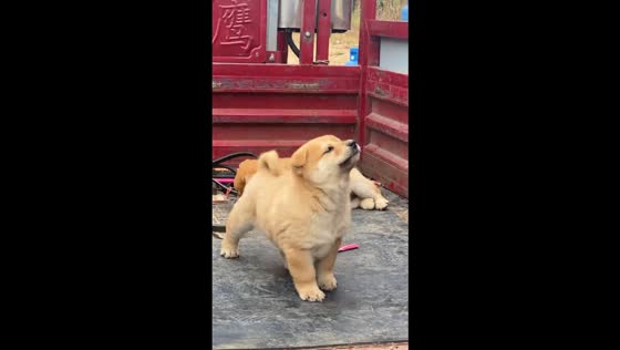 Puppy playfully barks and nibbles in China