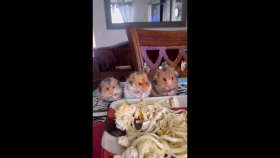 Three hamsters eat pasta together in Chile
