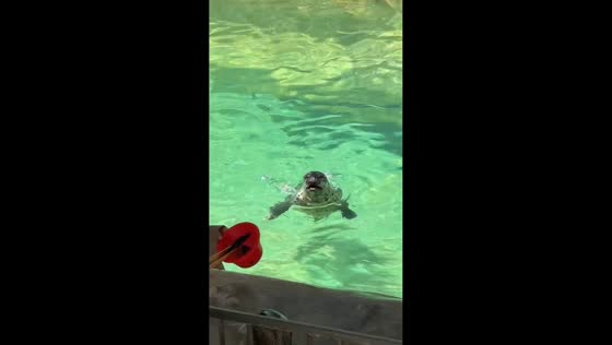 Expressive seal reacts angrily behind glass in Shandong, China