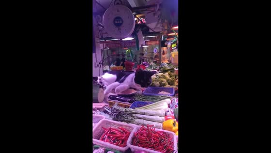 Relaxed cat lies comfortably on hanging weighing scale in Guangdong, China