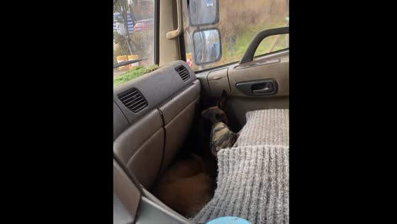 Dog instantly hides at owner's signal to avoid traffic police in Yunnan