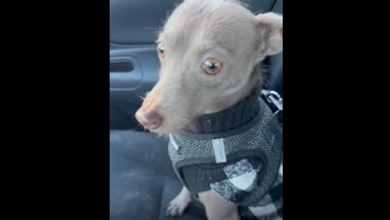 Dog shakes as owner tries to reassure it in Wendell, North Carolina