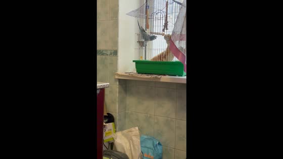 Parrot Jeka tries to scare an unbothered cat in Ukraine
