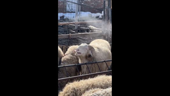 Awassi sheep adorably sneezes during cold weather in Hebei, China