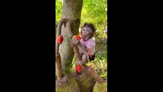 Pika the one-year-old monkey enjoying fresh strawberries straight from the tree