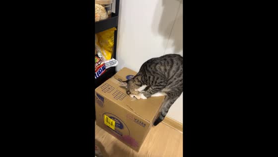 Cat eagerly tries to open box to sleep inside in Guangdong, China
