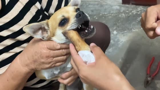 Dog Rescued After Getting Tongue Stuck in Bone in Bozhou, Anhui