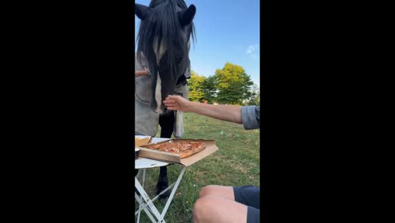 Horse steals fries from table in Strøby, Denmark