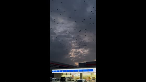 Crows' unusual behavior: hours before strong earthquake hits Ishikawa Prefecture, Japan
