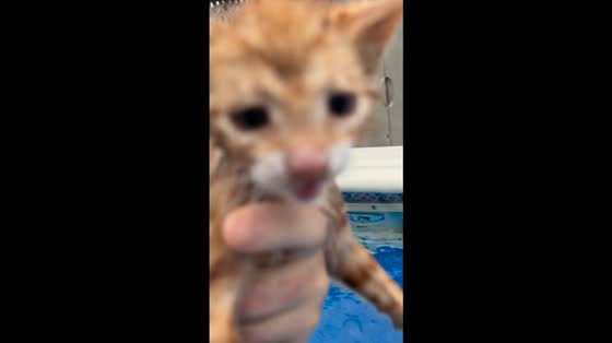 Kitten rescued from neighbor’s pool in Staten Island, New York, USA