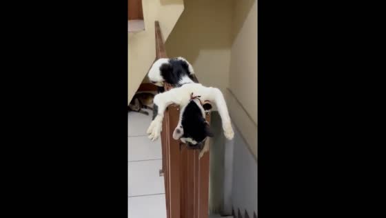 Cat caught napping on stair railings in Jakarta