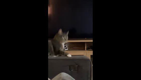 Cat startled awake while napping in Lewiston, Idaho, USA