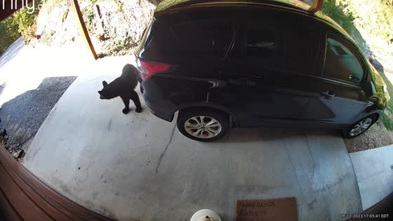 Unexpected visitor: bear inspects parked car at Smoky Mountain Lodge