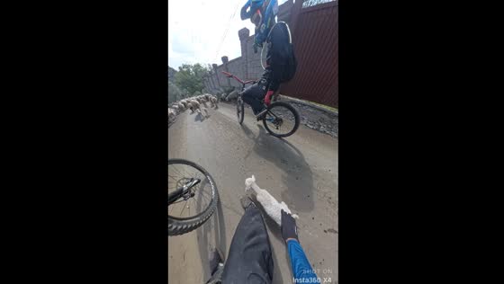 Baby sheep encountered on downhill ride in Srinagar