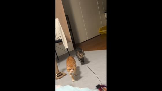 Two playful cats interact with feather toy in Anhui, China