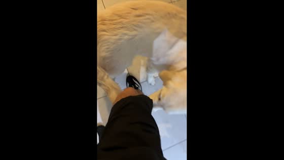 Dog drags owner while chasing tail in Newcastle, UK