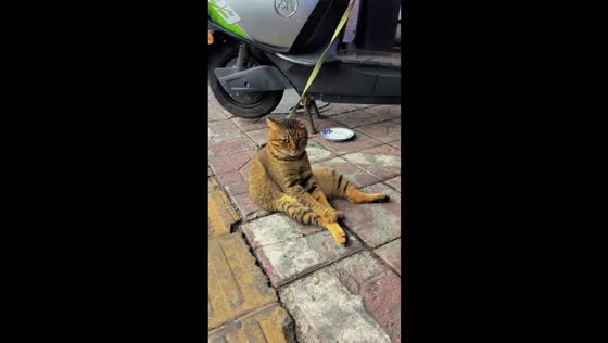 Leashed cat calmly sits beside scooter in Guangdong, China
