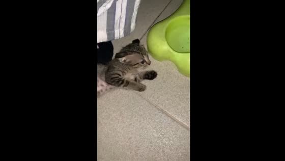 Feisty feline feast: clash of appetites leaves kitten in surprise
